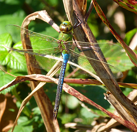 Common green darner (Anax junius). You could run into one of these just about anywhere you roam.