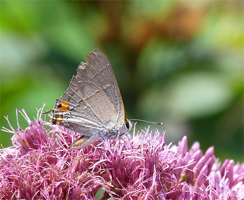 A gray hairstreak sucks nectar from joe-pye-weed.