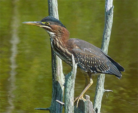 An immature green heron searches for a good fishing spot.