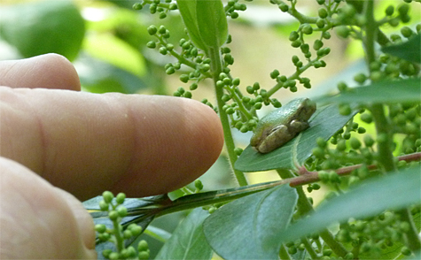 Look what showed up on dwarf sumac down at the Wetlands, a juvenile gray tree frog.