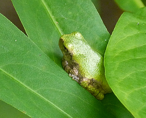 Not easy to pick out among the green leaves, this gray tree frog is one of three seen on 28 August in the Wetlands.