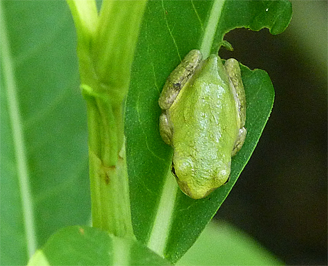 About the size of a fingernail these newly morphed frogs blend in well with their surroundings