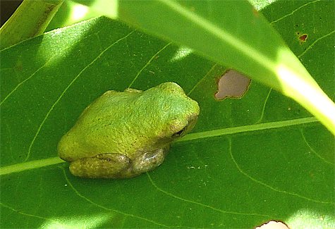 The tail of the "tadpole" is still in evidence on this young frog.