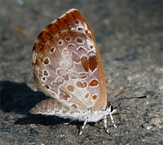 An adult harvester butterfly.