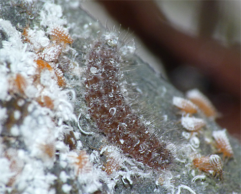 A very fresh harvester caterpillar dines on aphids in the Wetlands (8/23/14).