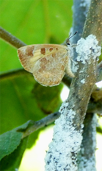Harvester laying eggs (8/27/14).