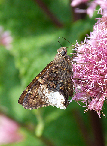 Named for the "frosty" area on its hindwings, the hoary edge samples the most popular nectar source in town, Joe pye weed.