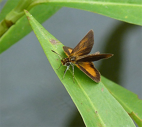 Least skipper alights on a smartweed leaf in Explore the Wild.