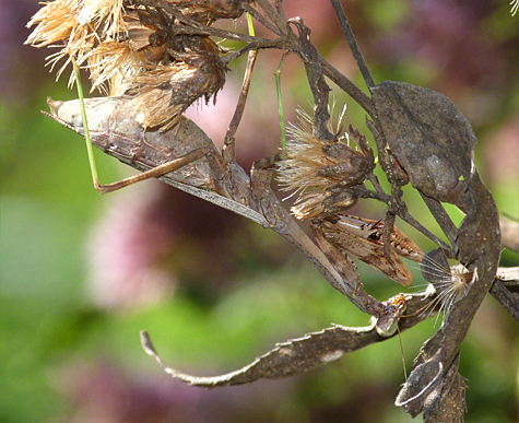 This carolina mantid blends in quite well with the spent flowers on ironweed.