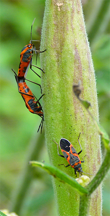 The large milkweed bug are mating on the seed pod which will become the nursery for their offspring (that's a small milkweed bug below).