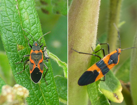 A small milkweed bug (left) and a large milkweed bug on butterfly weed in Catch the Wind. Large milkweed bug a more common here at the Museum than the smaller variety.