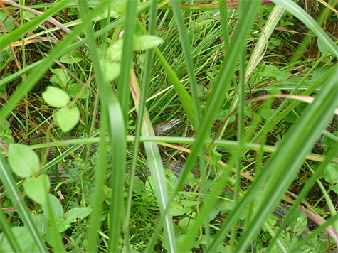 Can you spot the water snake?