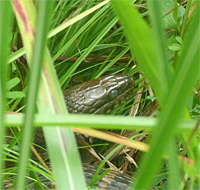 A closer view.