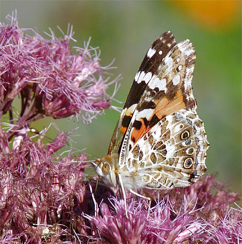 A painted lady, an essentially southwestern species, usually shows up in our area each year.