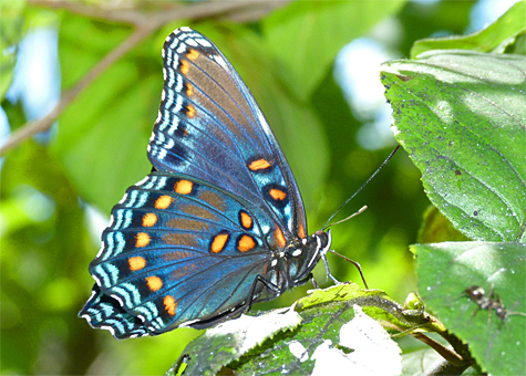 I'n sometimes asked why the red-spotted purple is named so, here's why. Not quite red, and not entirely purple, but there you have it.