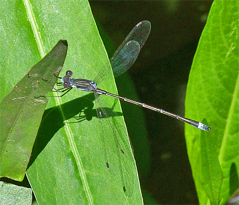 Southern Spreadwing (Lestes australis). Ponds and lakes with vegetation along the shoreline are the best places to find this "spreadwing" damselfly.