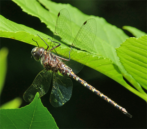 Taper-tailed darner (Gomphaeschna antilope). I've only seen two of these small darner at the Museum, both were in June.