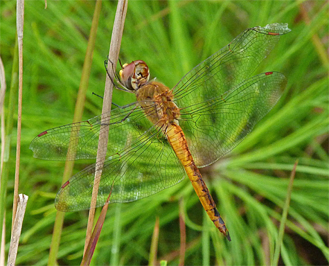 Wandering glider (Pantala flavescens). This dragonfly gets around. Look for it just about anywhere, including mall parking lots.