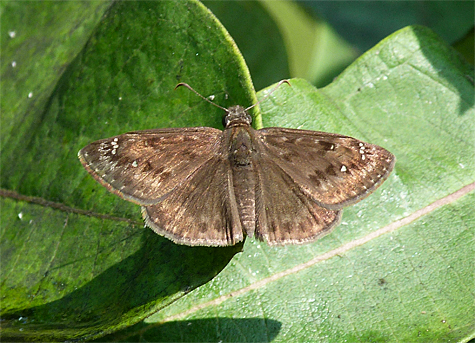 What looks like a wild indigo duskywing soaks up the sunshine.