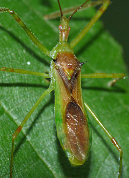 The assassin bug from the previous post (Zelus luridus). 