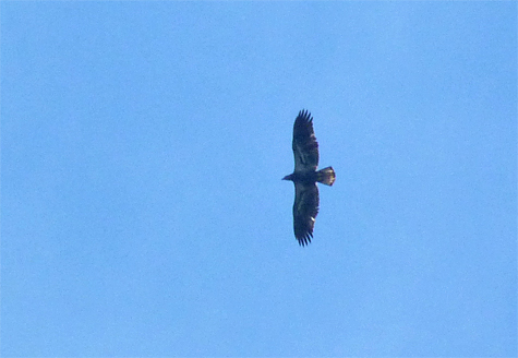 This immature bald eagle making is probably making its first trip south.