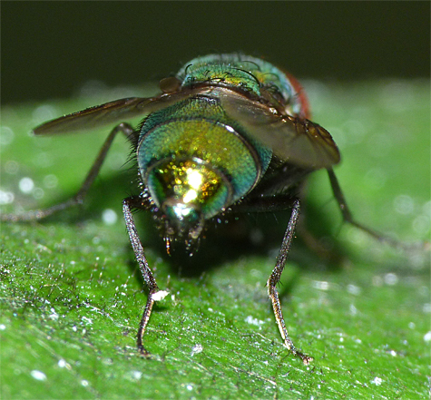 The rear end of a green bottle fly.
