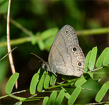 Carolina satyr.