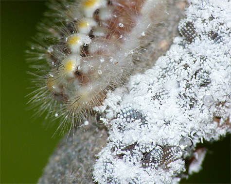Ctaerpillar and aphids. Note the two clear, spherical drops of honeydew, one near the caterpillar's head, the other close to the bottom right of photo.