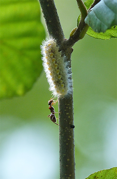 A caterpillar leaving the aphids in search of a safe place to pupate.