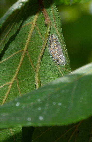 Another harvester caterpillar secures itself to a leaf in preparation of its metamorphosis into a butterfly.