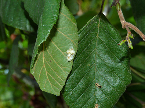 The tiny harvester chrysalis (9/4/14).