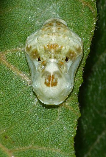 Close up of the chrysalis (about 1 cm).