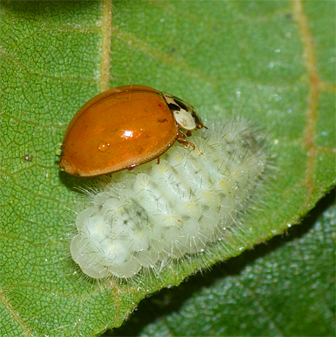 A harvester in the process of forming a chrysalis. The lady beetle later crawled off, probably to eat more aphids.