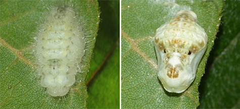 The caterpillar readying to pupate (left) and the fully formed chrysalis (9/3 & 9/4).