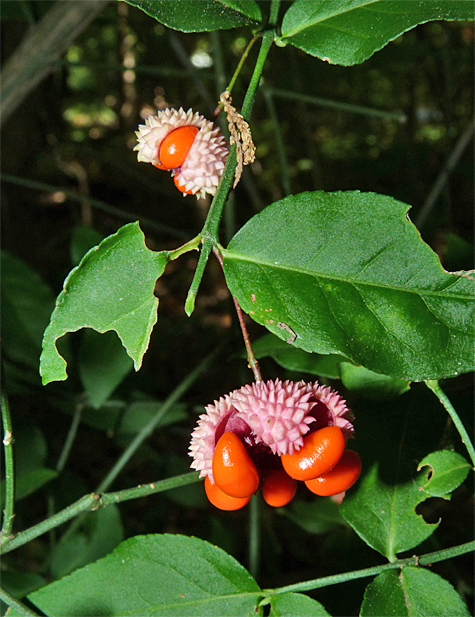 This plant is on the right side of the trail, just past the Albertosaurus.