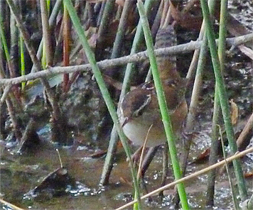 mawr290360_s