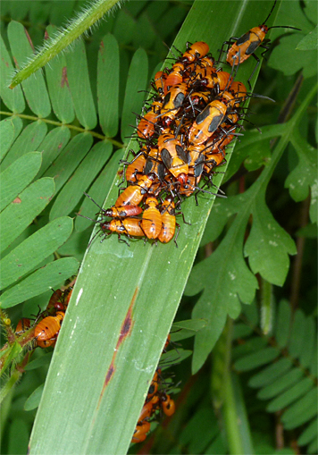 The rest of the milkweed bug clan huddled together on a blade of grass.