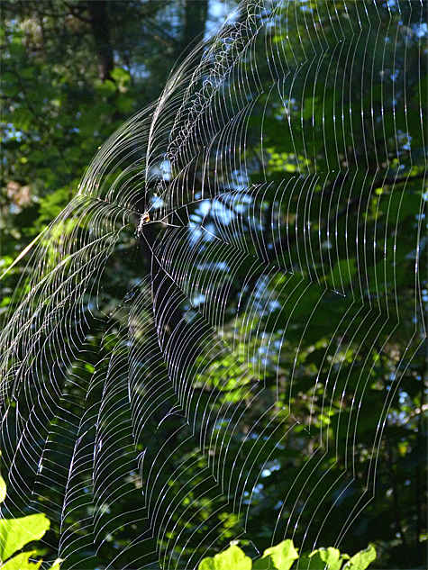 An orb weaver web stretched across the path.