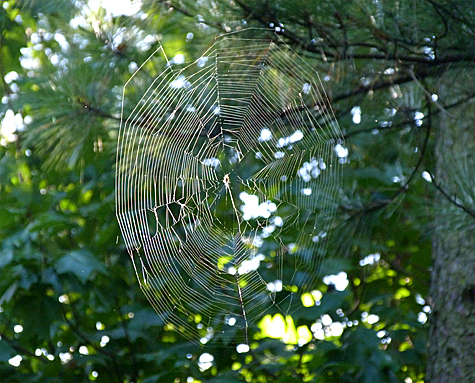 Although its still early in the day, this web has already seen some activity.