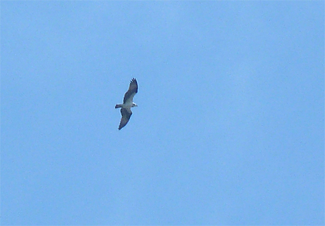 An osprey sets course for S. America after scanning our Wetland (9/20/14).