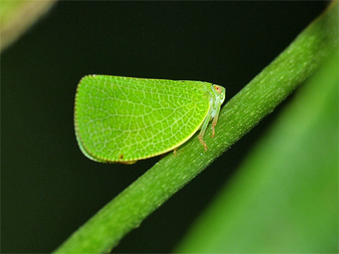 "Cone head" plant hopper.