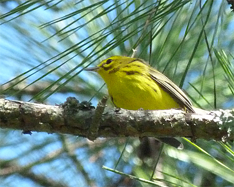 A prairie warbler forages in a pine in Explore the Wild.
