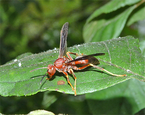 Paper wasp fuels up.