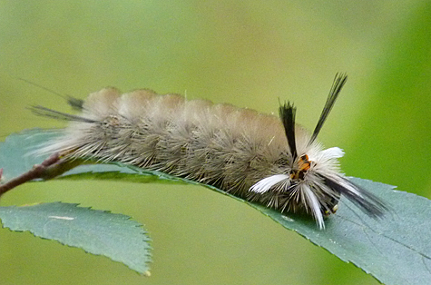 A closer look at the banded tussock moth caterpillar.