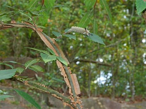 Can you spot the caterpillar?