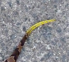 A close look at the tip of the tail.
