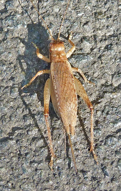 Female bush cricket.