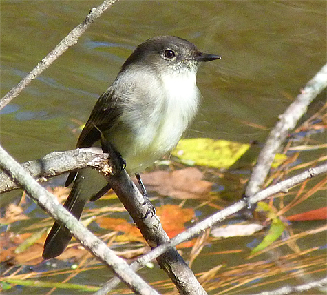 Eastern phoebe.