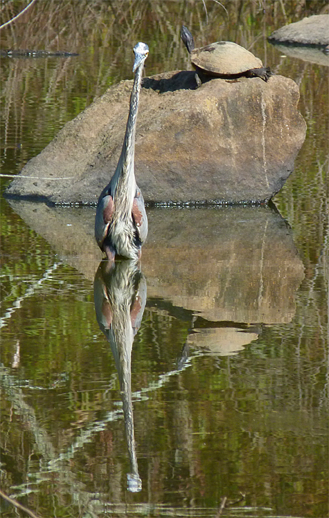 The boulder, a favorite of both heron and slider.