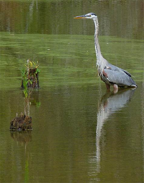 The heron is only a dozen feet or so from the Main Wetlands Overlook.